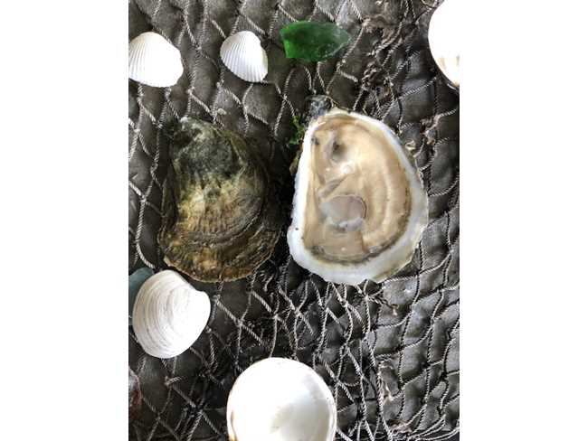 Rhode Island Wild Oyster - 25 count