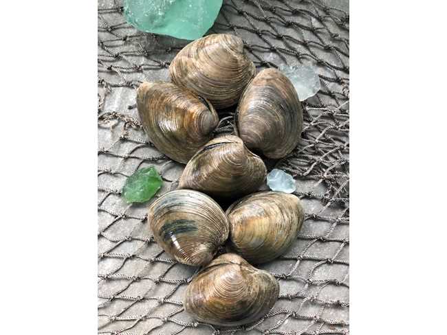 Middleneck Clams (2" clam) - 25 count